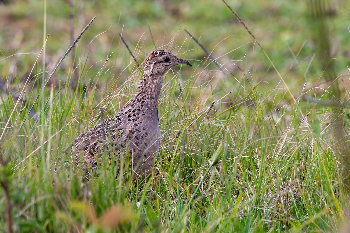 Chilean Tinamou - ML641770388