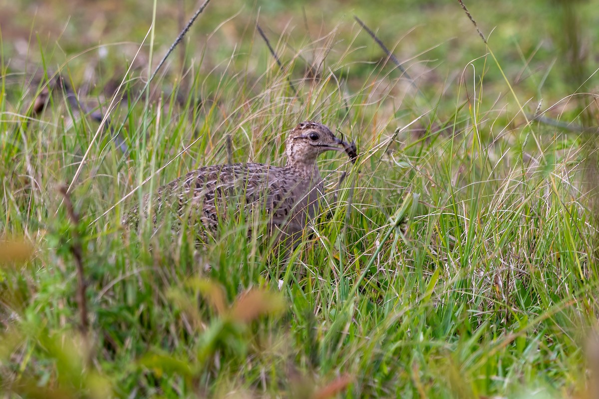 Chilean Tinamou - ML641770392