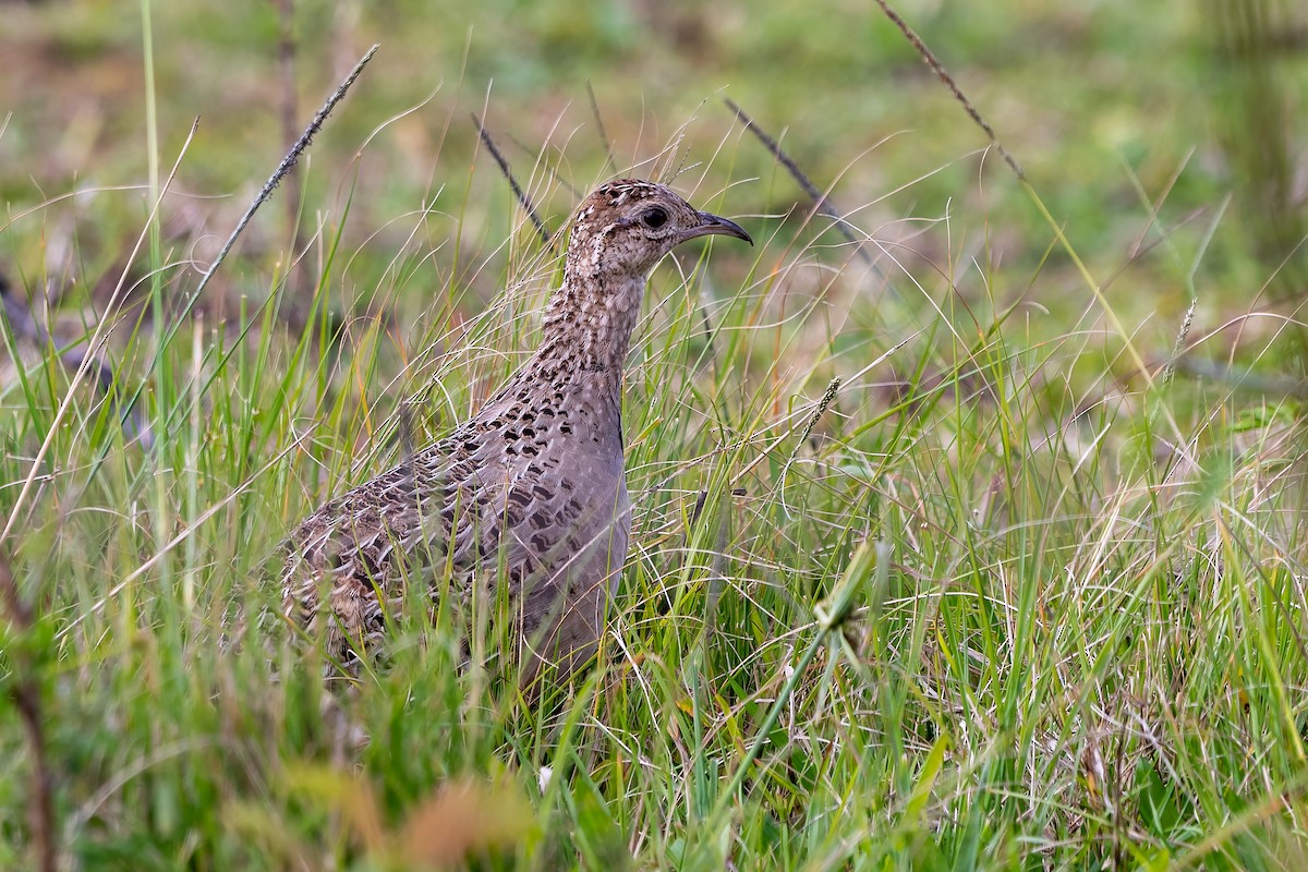 Chilean Tinamou - ML641770395
