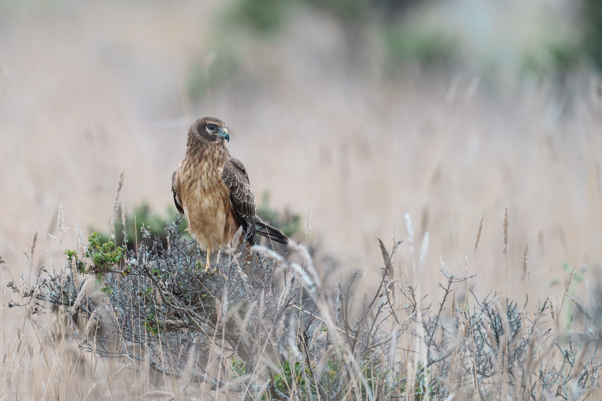Northern Harrier - ML641770441