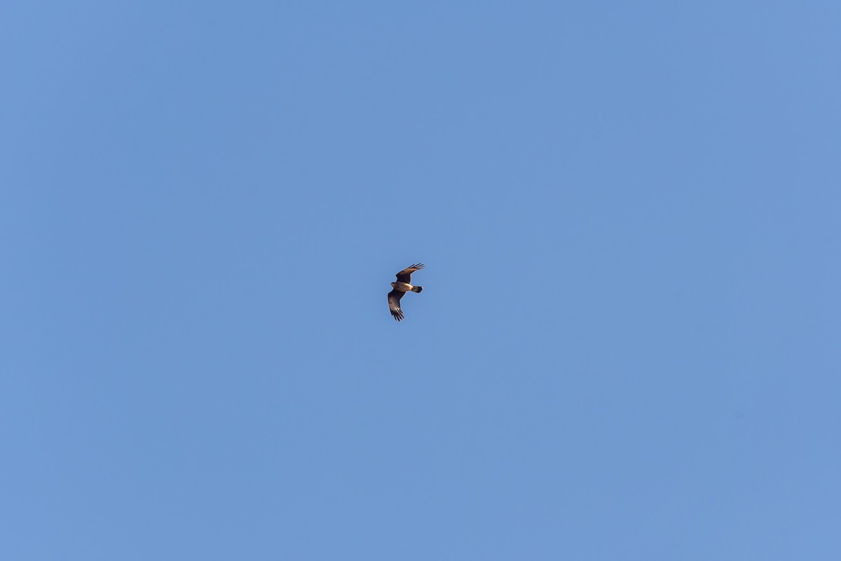 Chimango Caracara - ML641770462