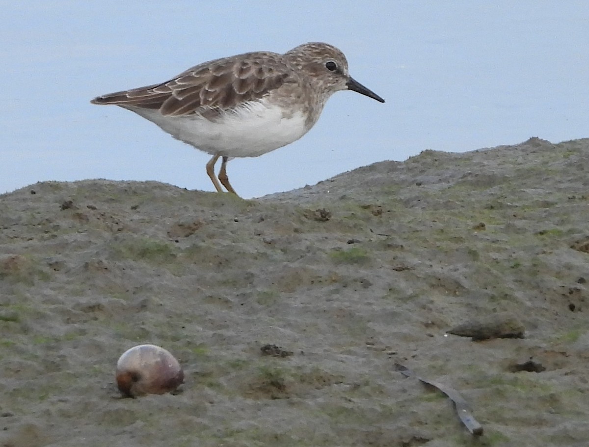 Least Sandpiper - ML641770469