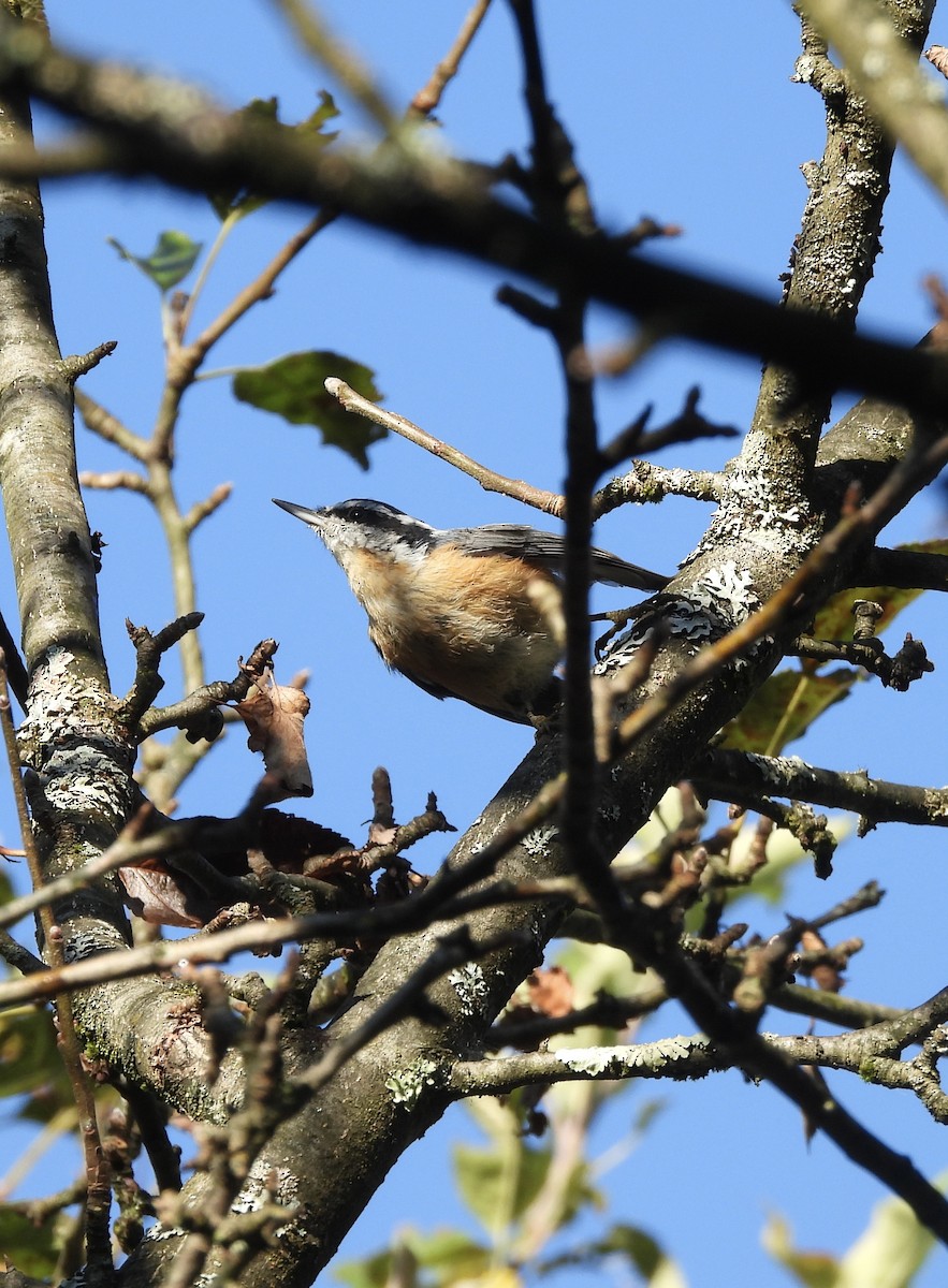 Red-breasted Nuthatch - ML641770500
