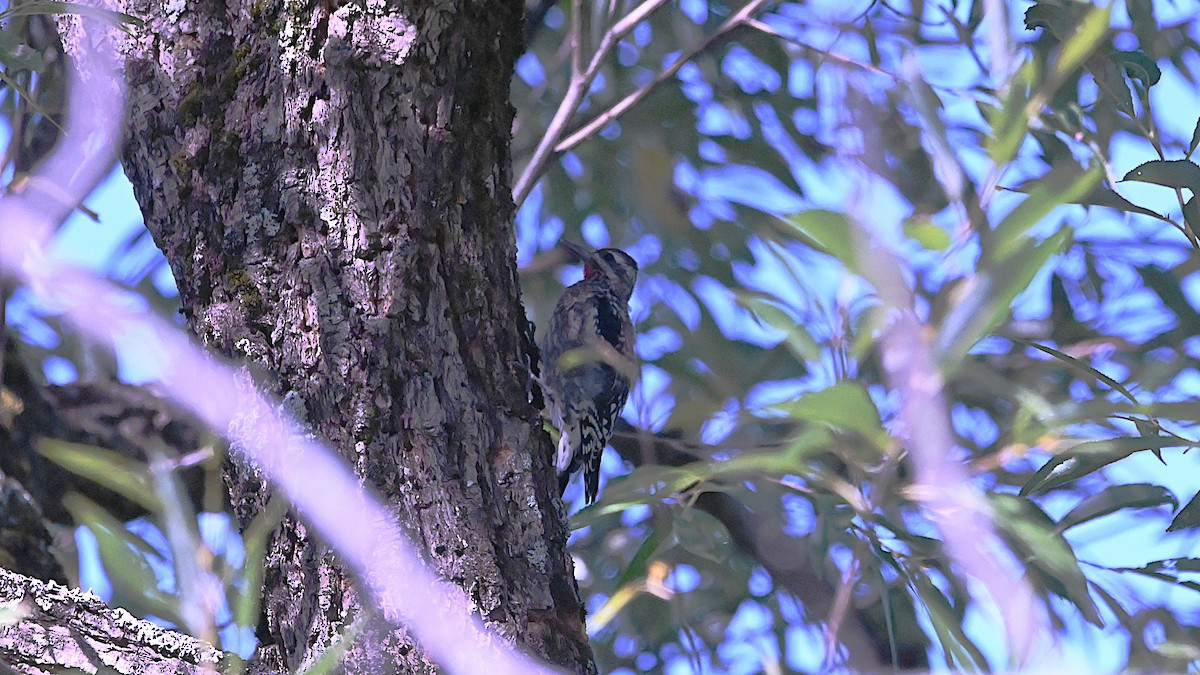 Yellow-bellied Sapsucker - ML641770540