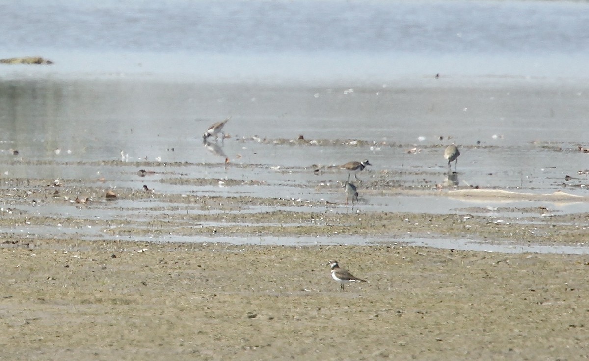 Killdeer - ML641770559