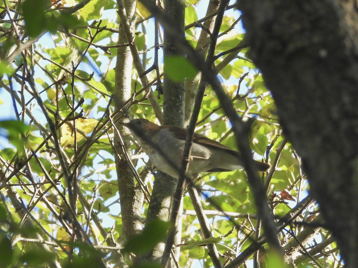 Veery - ML641770580