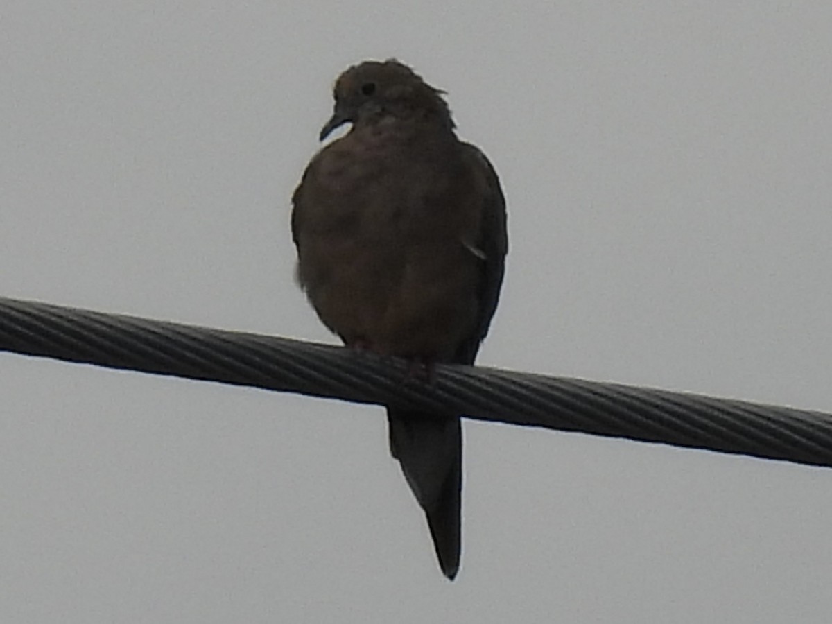 Mourning Dove - ML641770588
