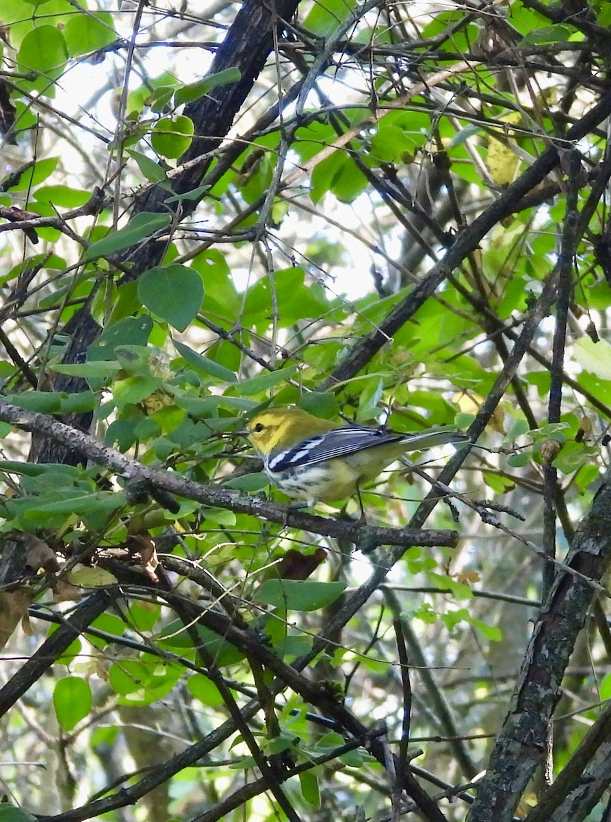 Black-throated Green Warbler - ML641770618