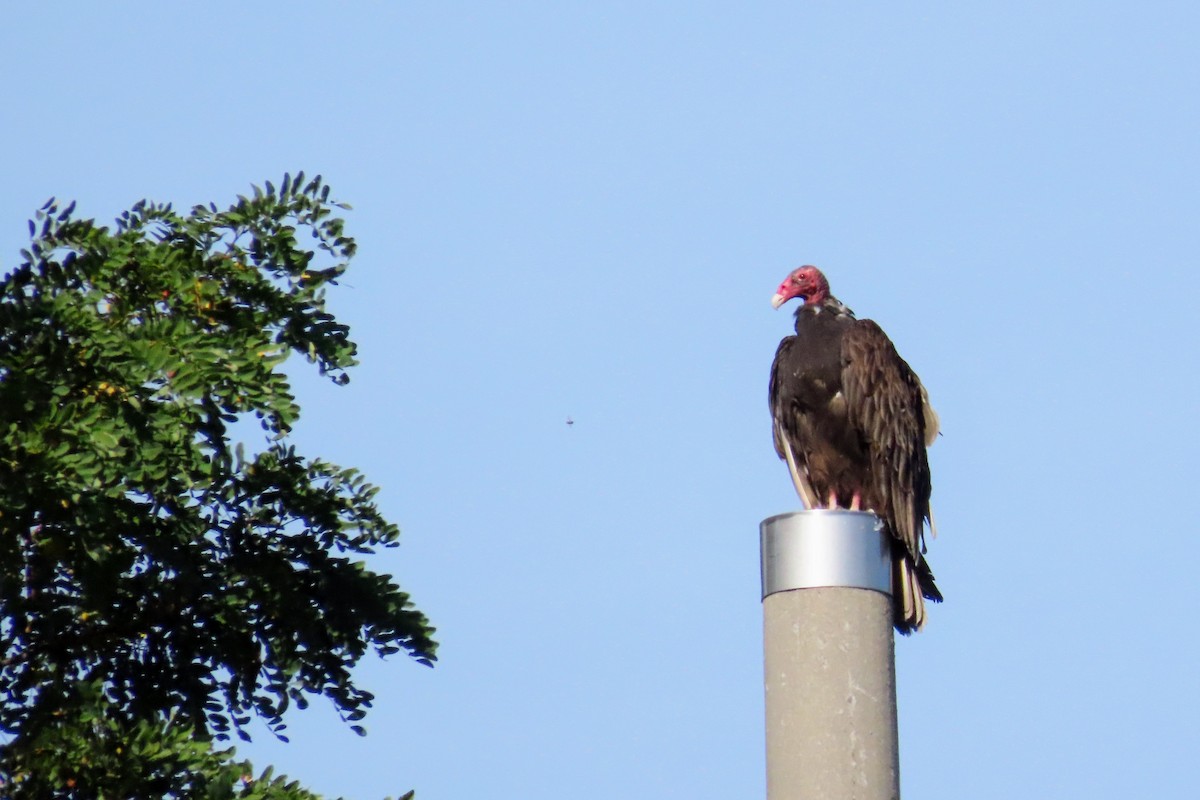 Turkey Vulture - ML641770637