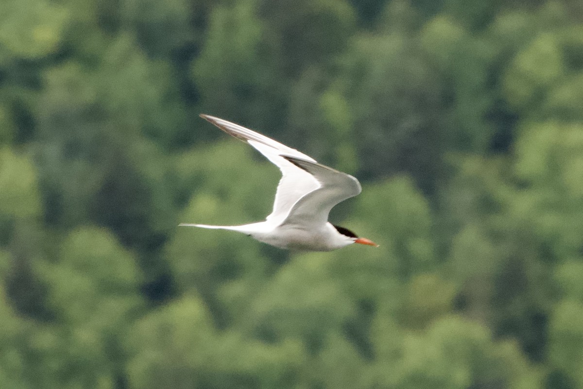Common Tern - ML641770639