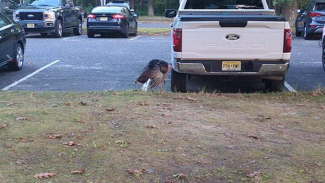 Wild Turkey - ML641770640