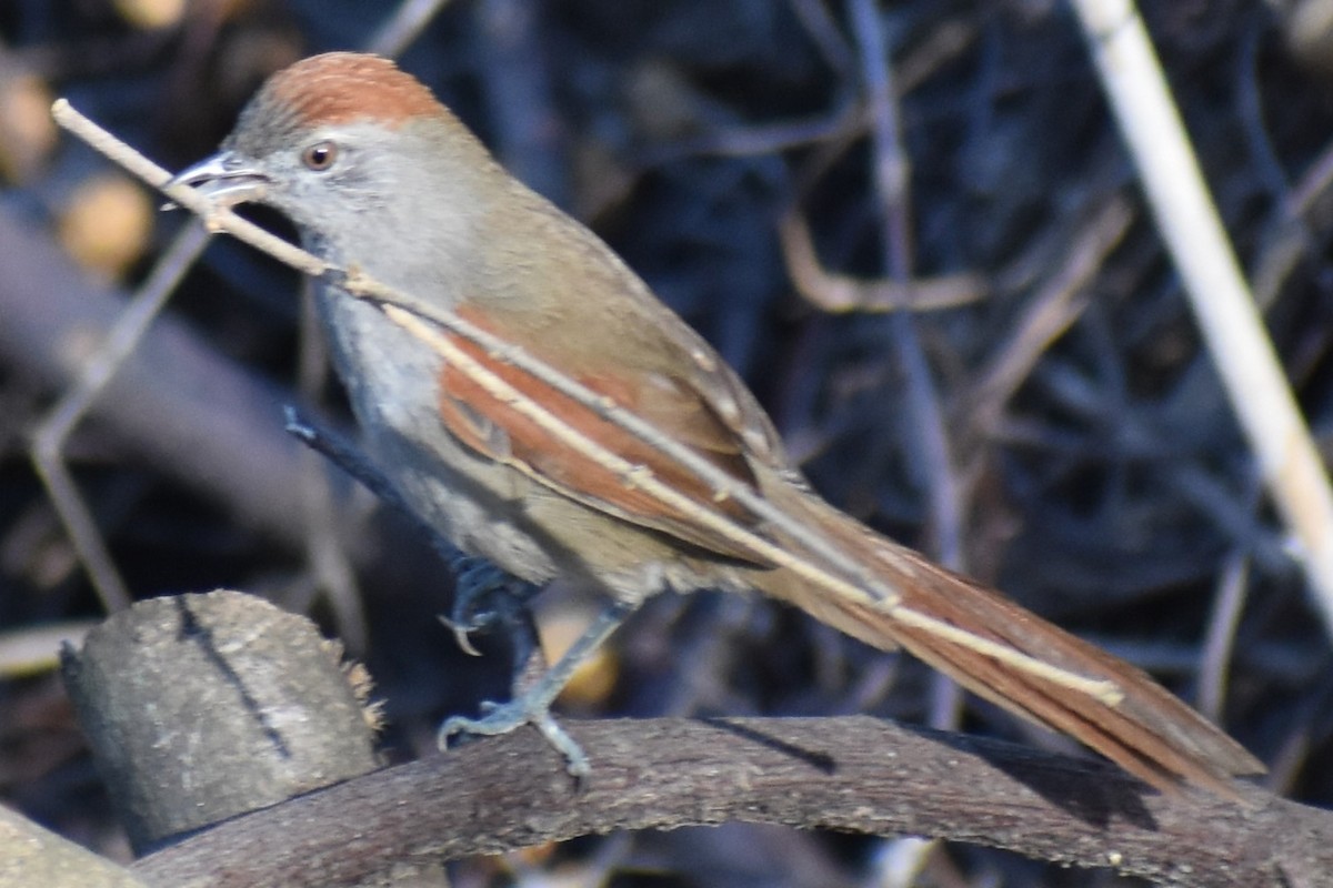 Sooty-fronted Spinetail - ML641770664