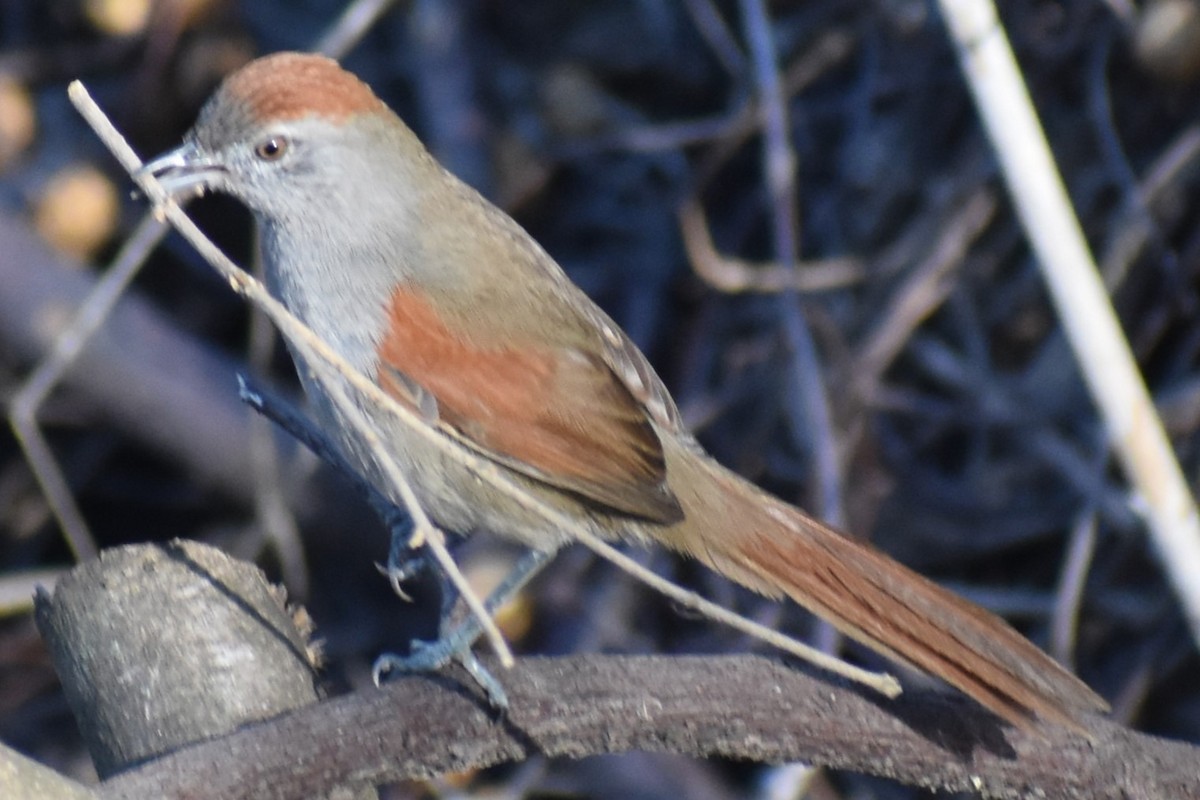 Sooty-fronted Spinetail - ML641770665