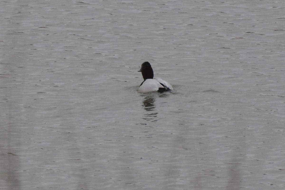 Canvasback - ML641770699