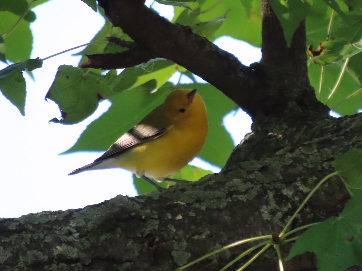 Prothonotary Warbler - ML641770720
