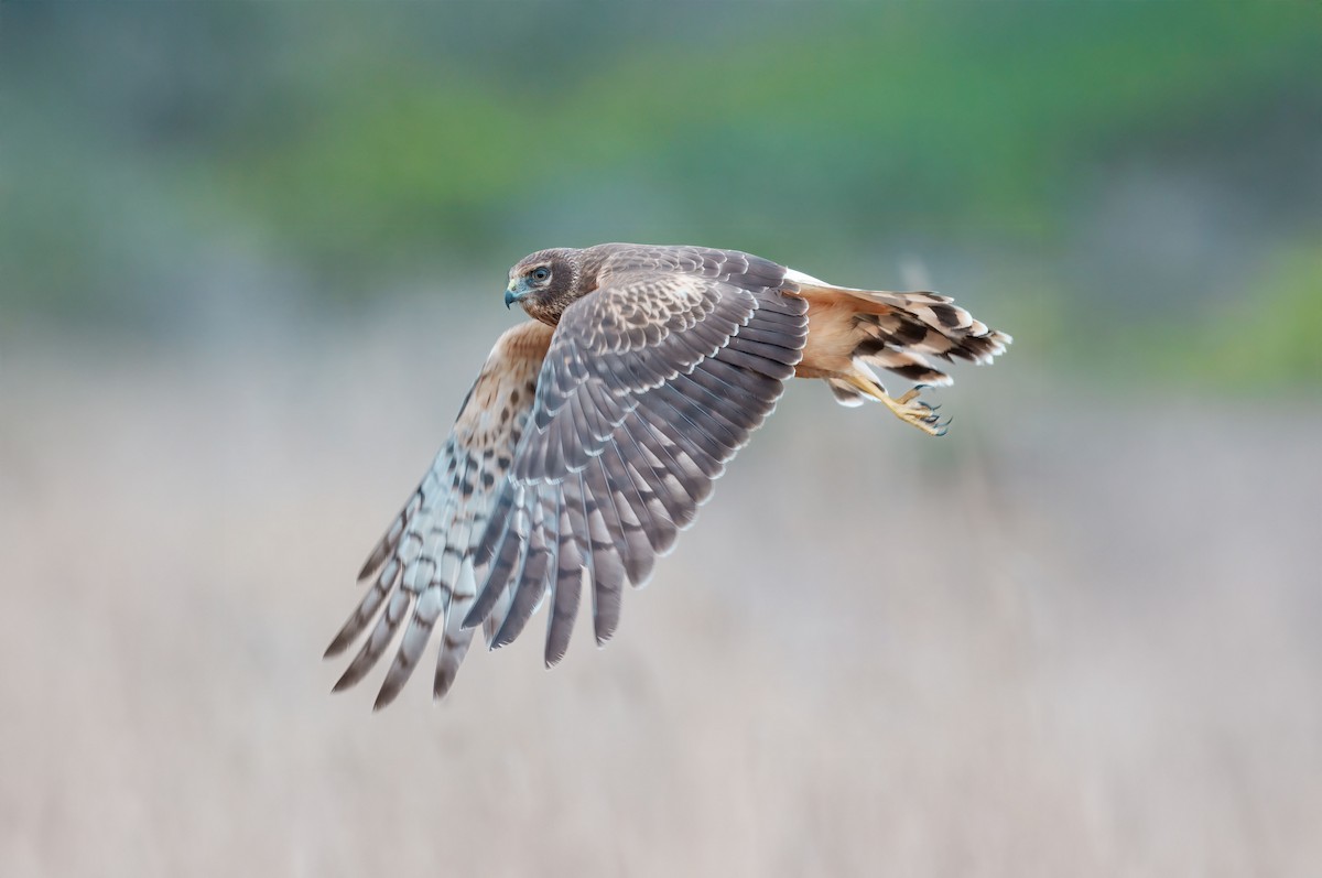 Northern Harrier - ML641770732