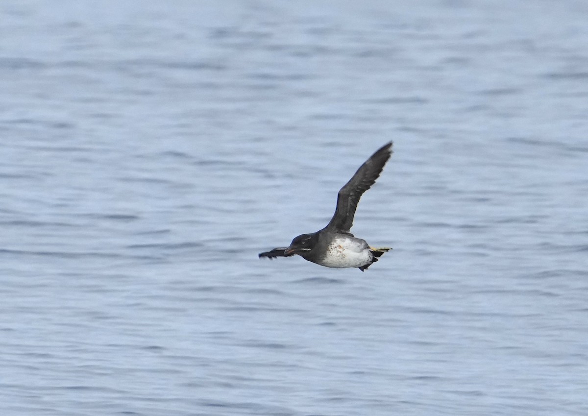 Rhinoceros Auklet - ML641770787