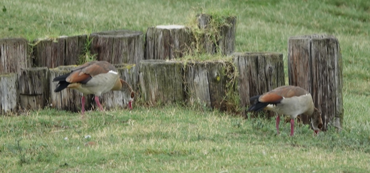 Egyptian Goose - ML641770794