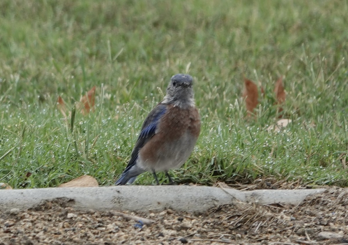 Western Bluebird - ML641770824