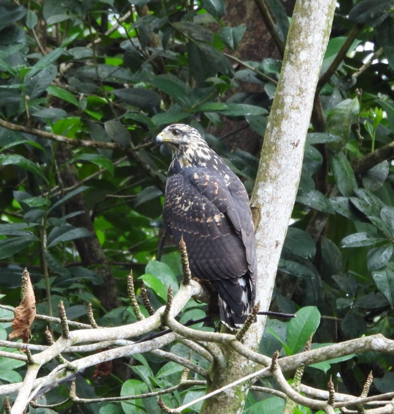 Common Black Hawk - ML641770854