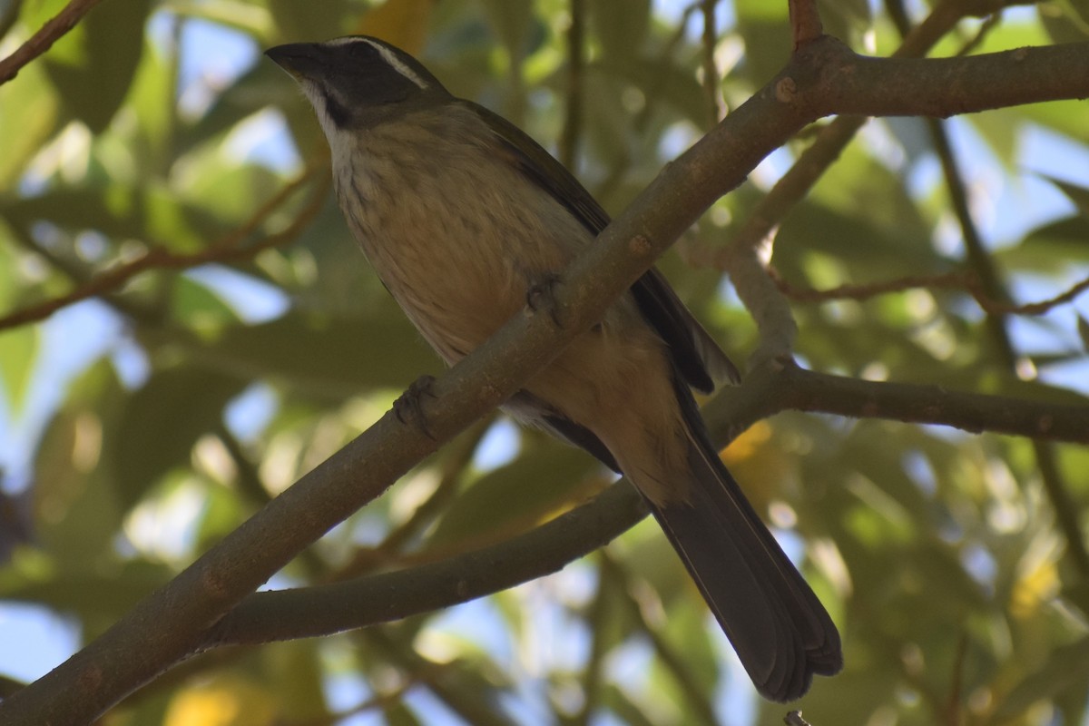 Green-winged Saltator - ML641770864