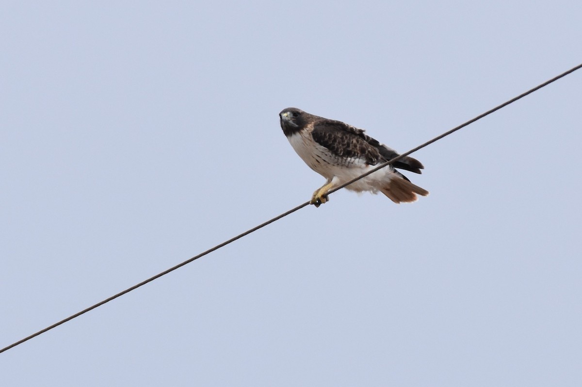 Red-tailed Hawk - ML641770869