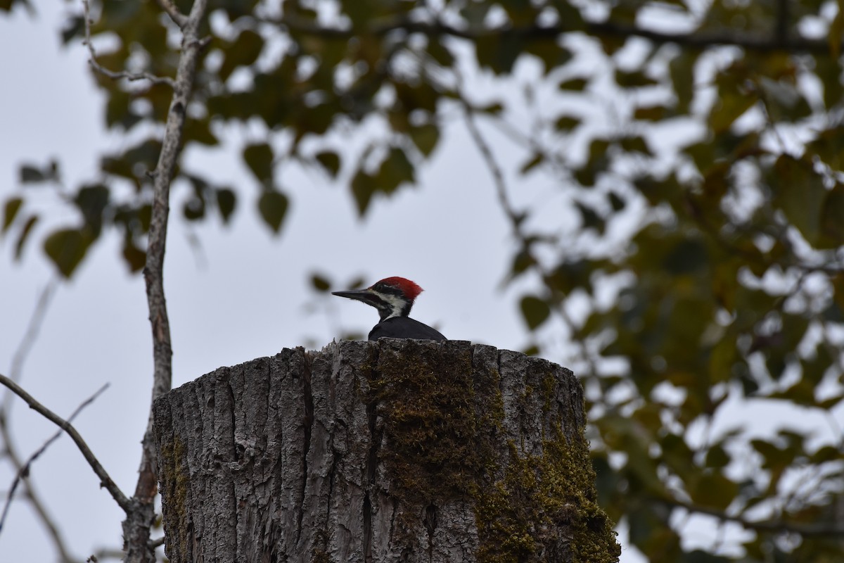 datel chocholatý - ML641770874