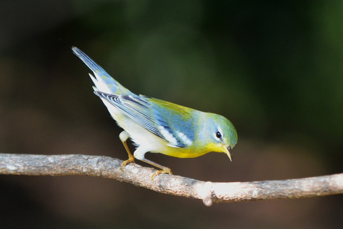 Northern Parula - ML641770917