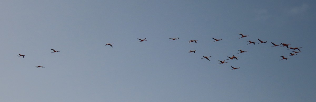 plameňák americký - ML641770922