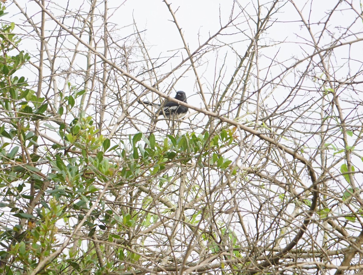 White-bellied Tit - ML641770928