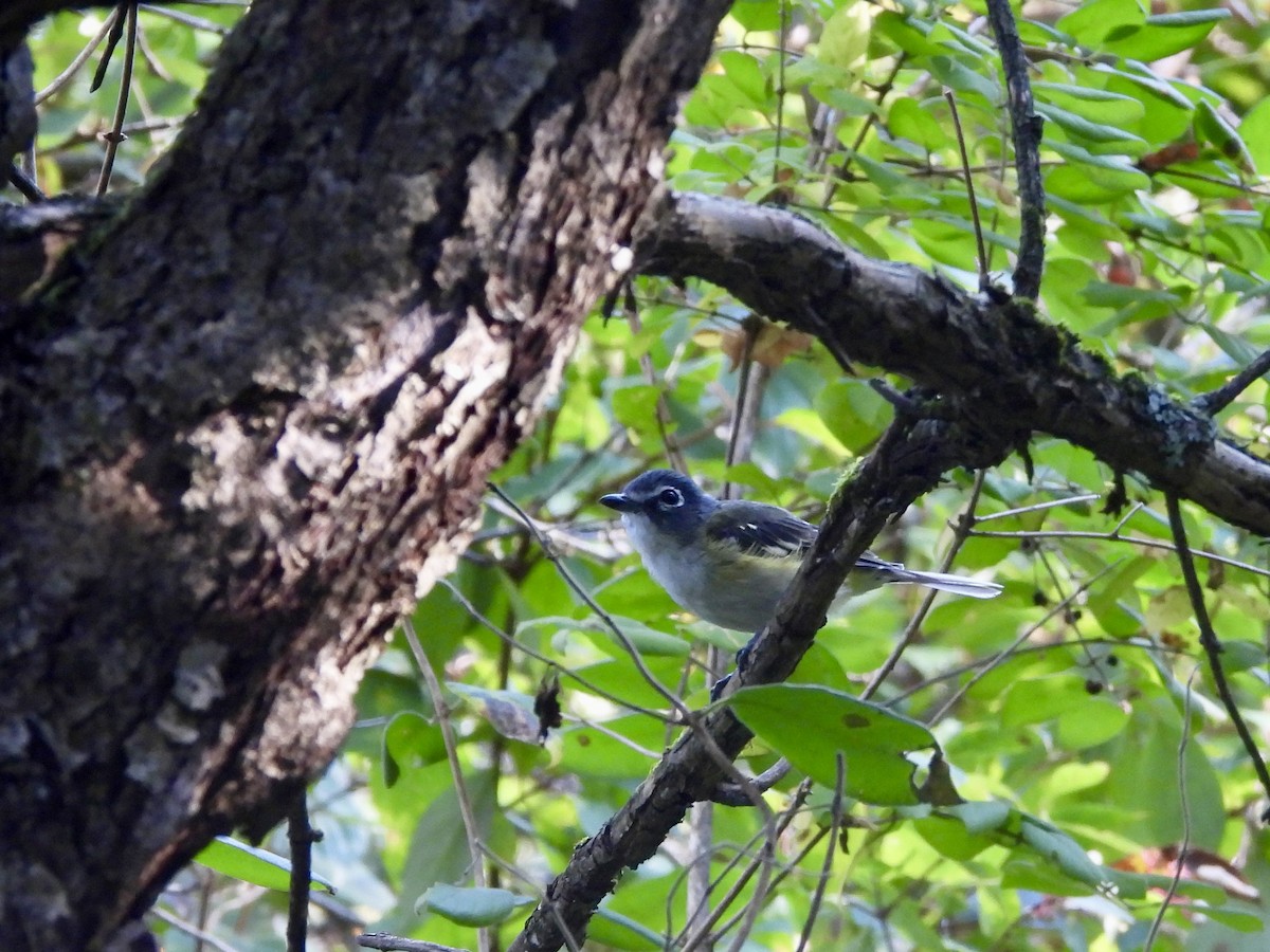 Blue-headed Vireo - ML641770966