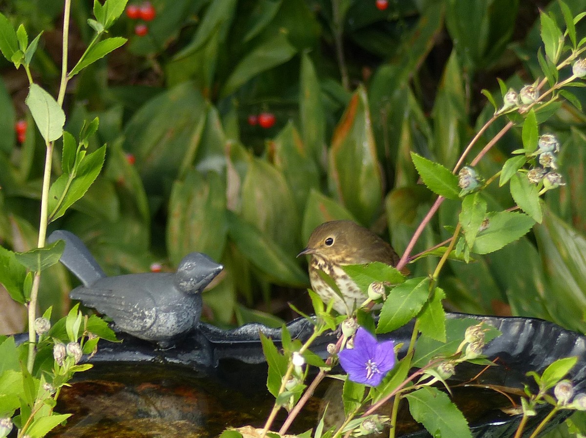 Swainson's Thrush - ML641770979