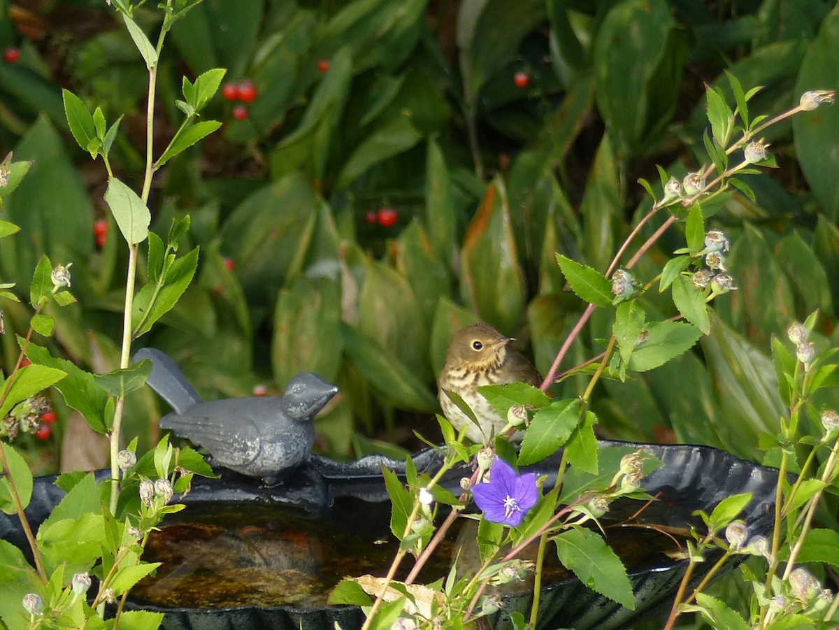 Swainson's Thrush - ML641770986