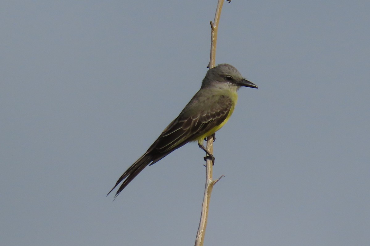 Tropical Kingbird - ML641770992