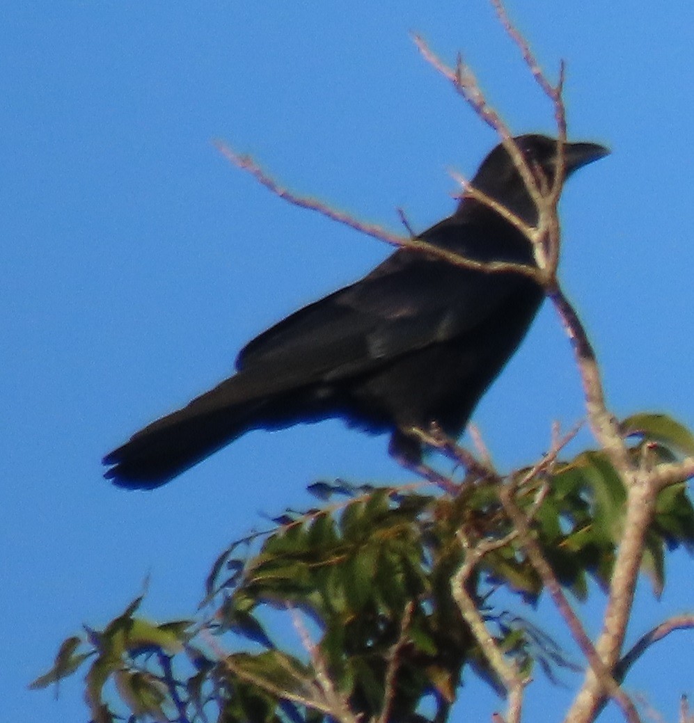 American Crow - Bill Wright_cc