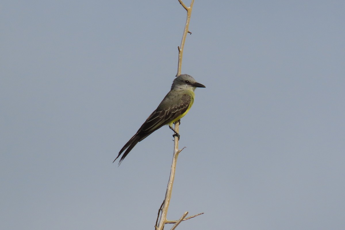 Tropical Kingbird - ML641771039