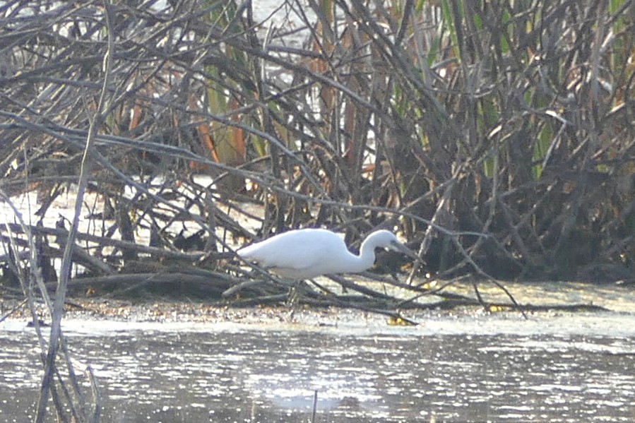 Little Blue Heron - ML641771043