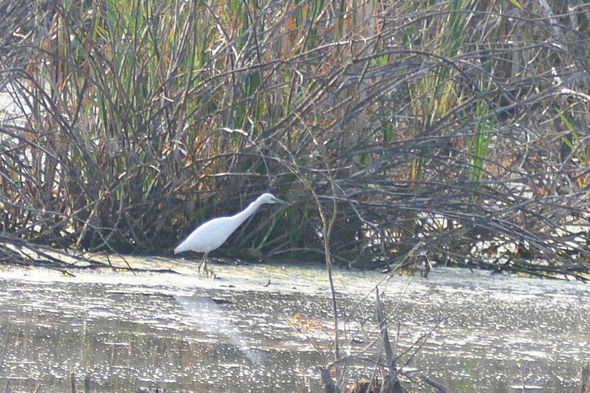 Little Blue Heron - ML641771044