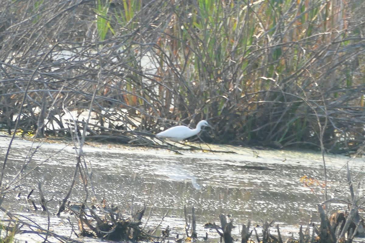 Little Blue Heron - ML641771045