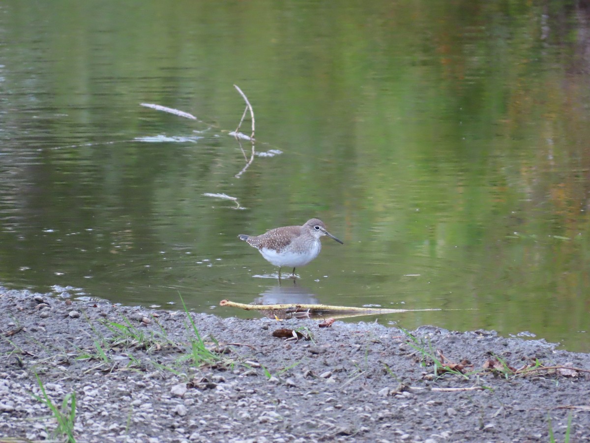 Solitary Sandpiper - ML641771070