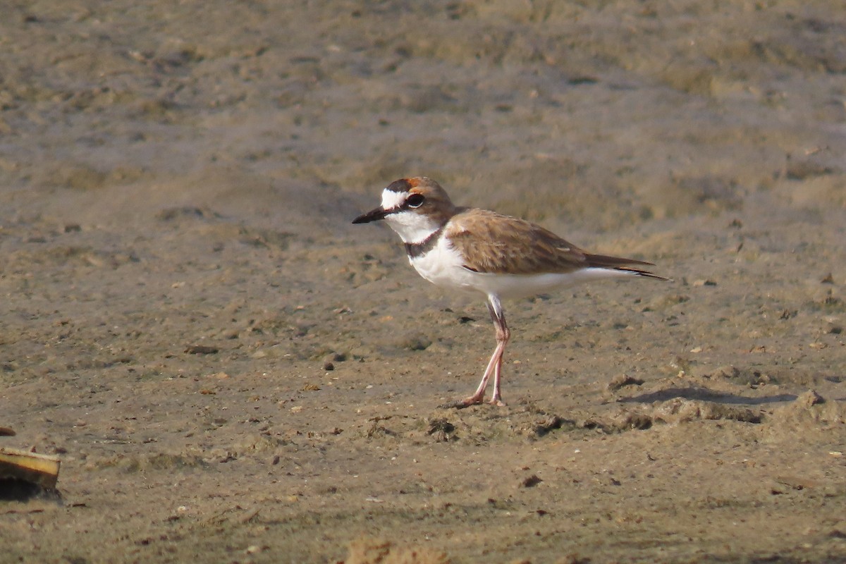 kulík límcový - ML641771084