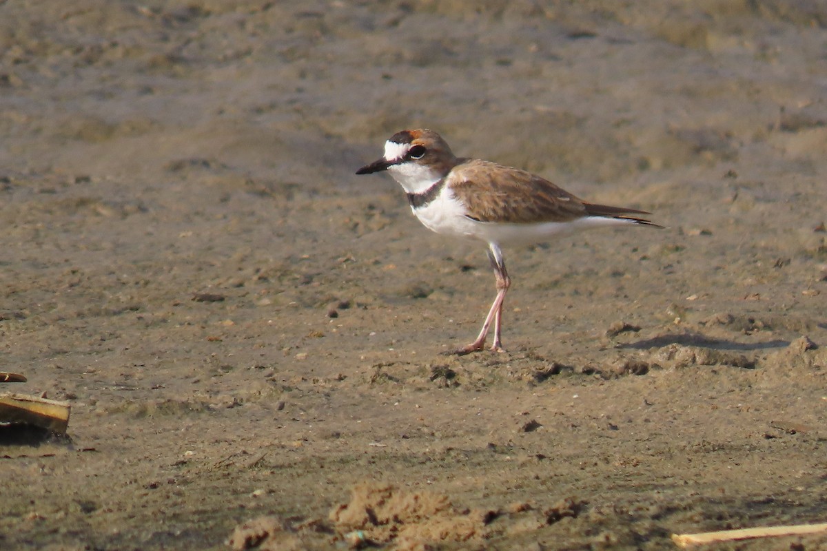 kulík límcový - ML641771097