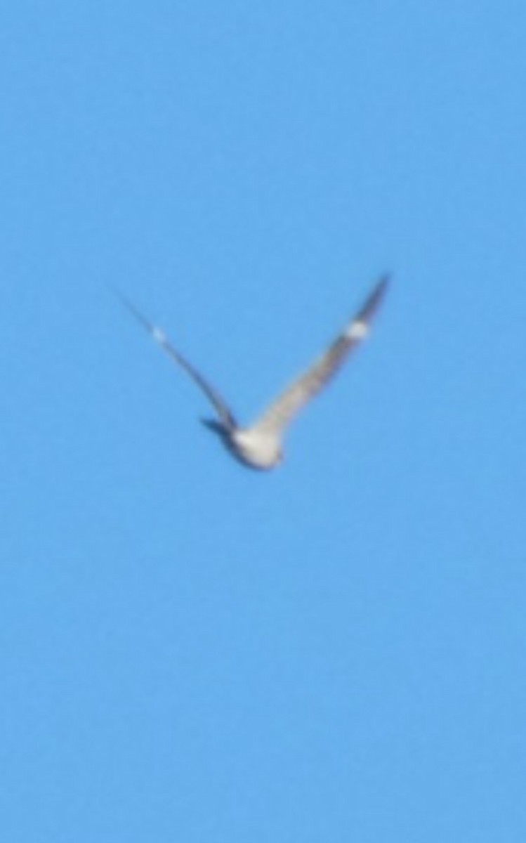 Common Nighthawk - ML641771119