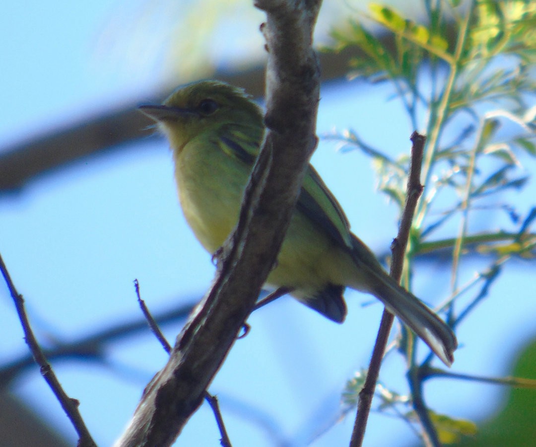 Ochre-lored Flatbill - ML641771121