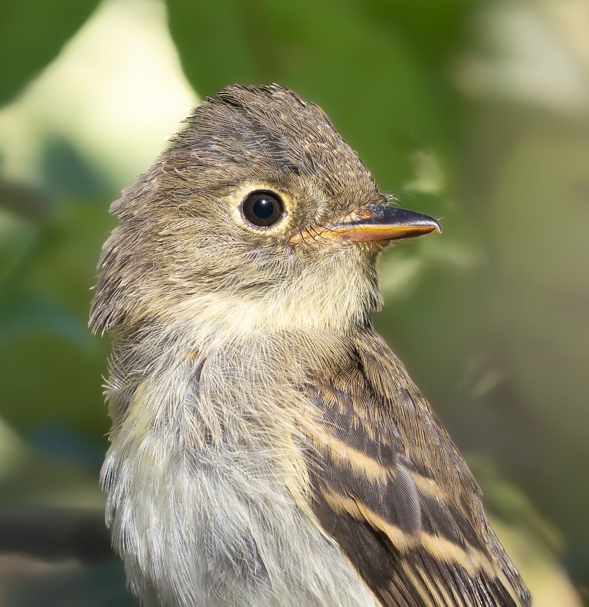 Least Flycatcher - ML641771125