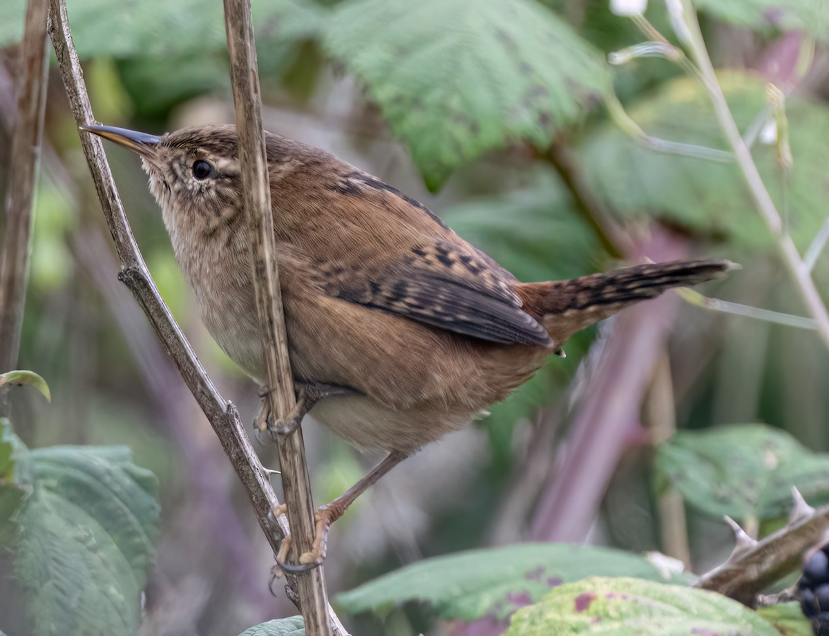 Marsh Wren - ML641771126
