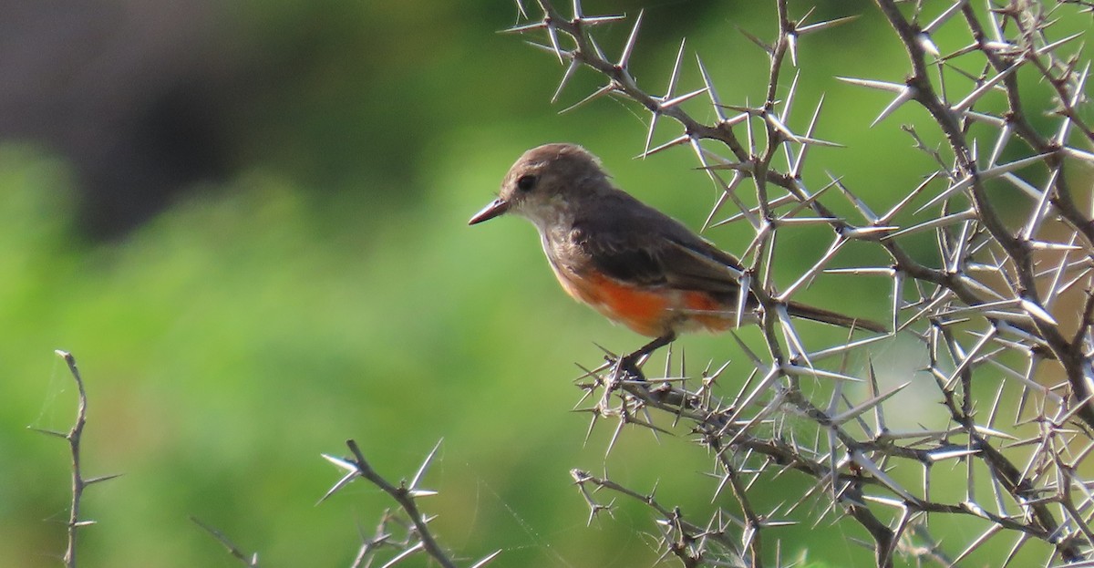 Vermilion Flycatcher - ML641771129