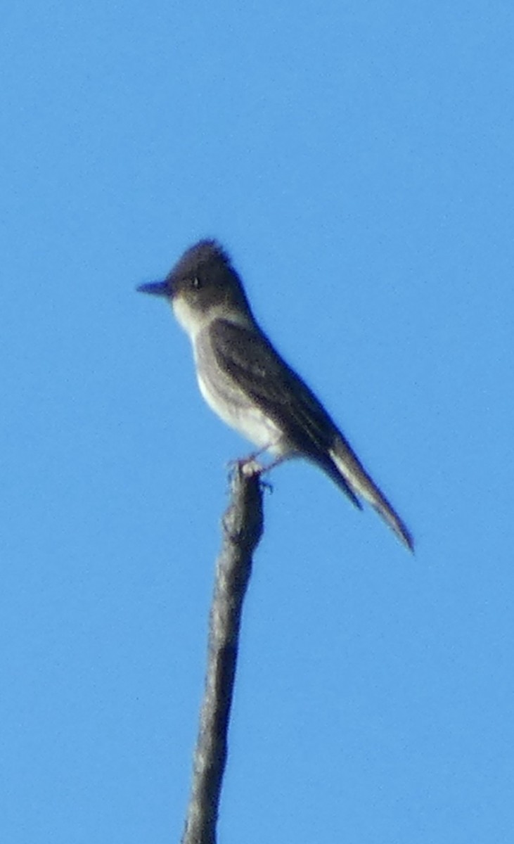 Olive-sided Flycatcher - ML641771131