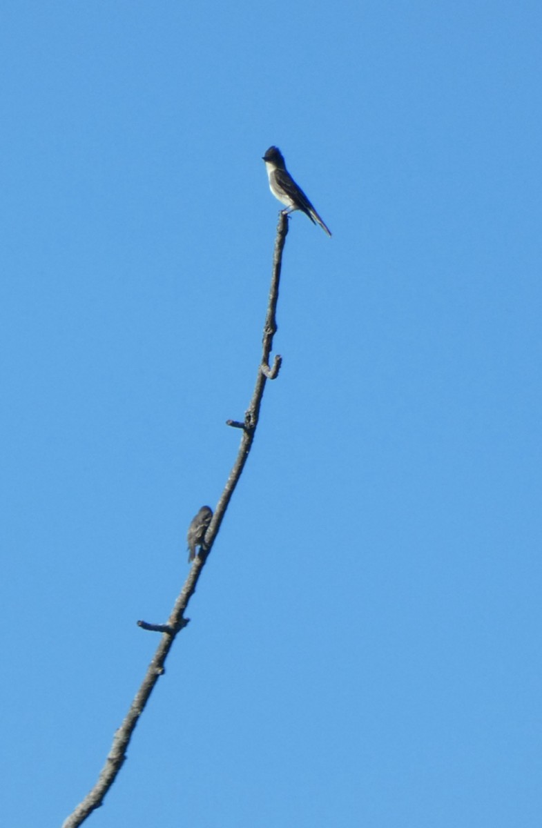Olive-sided Flycatcher - ML641771132