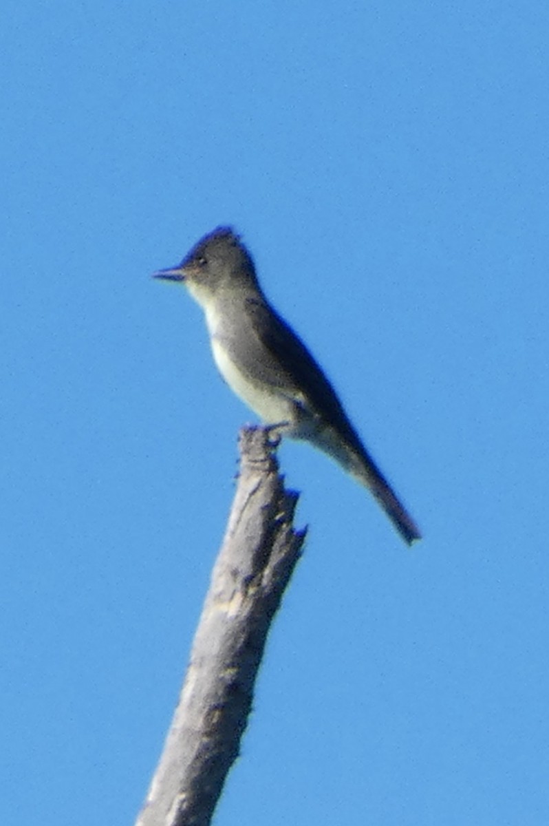 Olive-sided Flycatcher - ML641771133